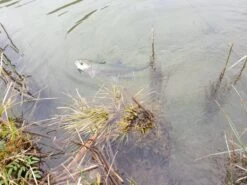 Winston PURE Fly Rod -VisVang Winkel 20190402 13083620medium