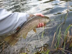 Winston PURE Fly Rod -VisVang Winkel 20190402 16132320medium