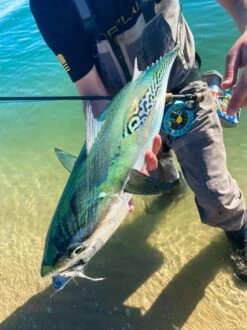 Cortland Cold Salt Striped Bass Fly Line -VisVang Winkel Cortland Cold Salt Striped Bass Fly Line CORTCOLDSALTLINE XXX albieweb 1100x