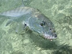 Cortland Liquid Crystal Flats Taper Floating Fly Line -VisVang Winkel Cortland liquid Crystal Flats Taper Fly Line D340032 XX flatst3 1200x