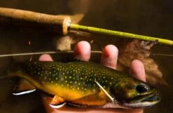 Douglas Upstream Fly Rod 23 Douglas Upstream Fly Rod -VisVang Winkel Douglas Upstream Fly Rod NFD607 XXX 2schermafbeelding 2023 01 11 om 11.50