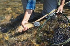 Douglas Upstream Plus Fly Rod -VisVang Winkel Douglas Upstream Plus Fly Rod NFD615 XXX 2schermafbeelding 2023 01 11 om 11.47