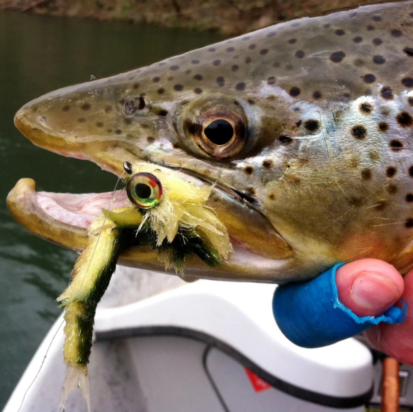 Fish Skull Articulated Fish Spine 2 Fish Skull Articulated Fish Spine - Afbeelding 2