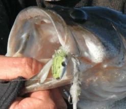 Fish Skull Articulated Shank -VisVang Winkel Fish Skull Articulated Shank D2304002 X shanks 4